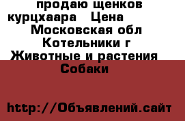 продаю щенков курцхаара › Цена ­ 10 000 - Московская обл., Котельники г. Животные и растения » Собаки   